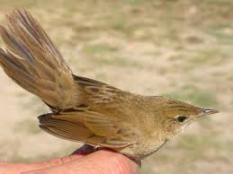 Image result for Locustella naevia