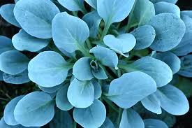 Attēlu rezultāti vaicājumam “Anthyllis maritima leaf”