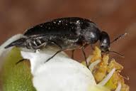 Attēlu rezultāti vaicājumam “Mordella sp.”