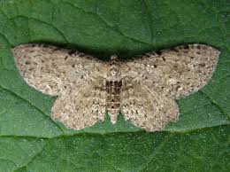 Attēlu rezultāti vaicājumam “Anticollix sparsata”