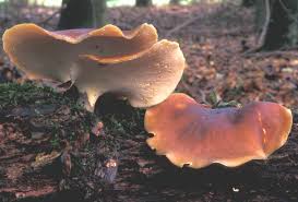 Attēlu rezultāti vaicājumam “Polyporus badius”