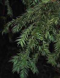 Attēlu rezultāti vaicājumam “Taxus wallichiana”