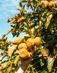 Attēlu rezultāti vaicājumam “Trifolium aureum fruit”