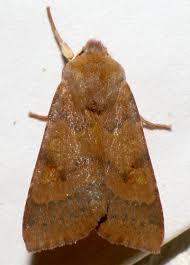 Attēlu rezultāti vaicājumam “Agrochola helvola imago”