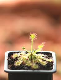 Attēlu rezultāti vaicājumam “Drosera rotundifolia”