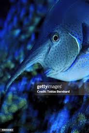 Image result for Naso lituratus