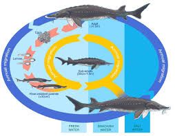 Image result for Acipenser oxyrinchus oxyrinchus