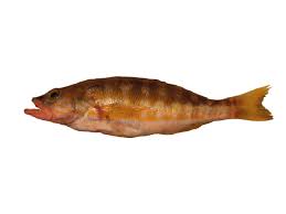 Image result for Serranus atricauda