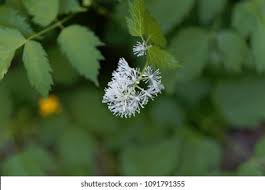 Attēlu rezultāti vaicājumam “Actaea spicata flower”