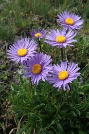 Image result for Aster alpinus