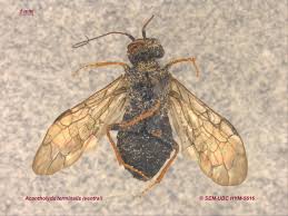 Attēlu rezultāti vaicājumam “Pamphiliidae”