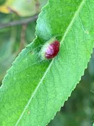 Attēlu rezultāti vaicājumam “Pontania proxima”