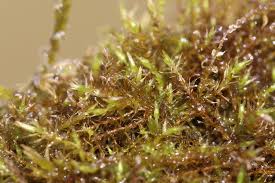 Attēlu rezultāti vaicājumam “Conardia compacta”