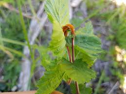 Attēlu rezultāti vaicājumam “Triphragmium ulmariae”