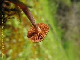 Attēlu rezultāti vaicājumam “Psilocybe sp.”