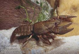 Attēlu rezultāti vaicājumam “Astacus astacus”