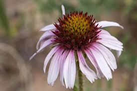 Image result for Echinacea angustifolia