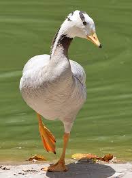 Attēlu rezultāti vaicājumam “Anser anser”