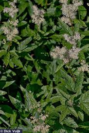 Attēlu rezultāti vaicājumam “Filipendula ulmaria”