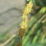 Attēlu rezultāti vaicājumam “Alopecurus aequalis flower”