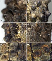 Attēlu rezultāti vaicājumam “Lasiosphaeria ovina spores”