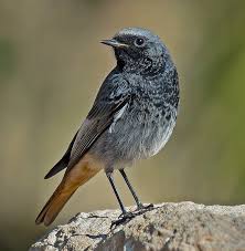 Attēlu rezultāti vaicājumam “Phoenicurus ochruros”