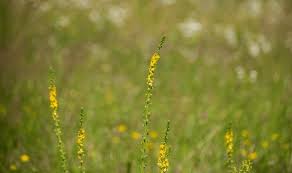 Attēlu rezultāti vaicājumam “Agrimonia pilosa flower”