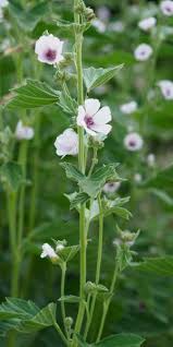 Image result for Althaea officinalis