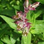Attēlu rezultāti vaicājumam “Salvia nemorosa fruit”