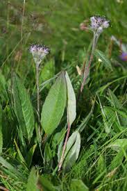 Attēlu rezultāti vaicājumam “Saussurea esthonica”