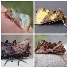 Attēlu rezultāti vaicājumam “Diachrysia tutti”