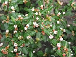 Attēlu rezultāti vaicājumam “Cotoneaster divaricatus”