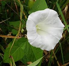 Attēlu rezultāti vaicājumam “Calystegia inflata leaf”
