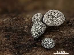 Attēlu rezultāti vaicājumam “Physarum licheniforme macro”