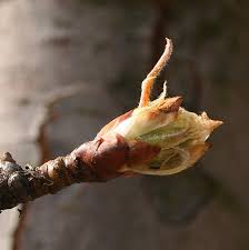 Attēlu rezultāti vaicājumam “Pyrus communis bud”