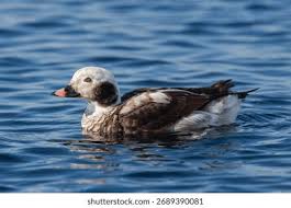 Attēlu rezultāti vaicājumam “Clangula hyemalis male”