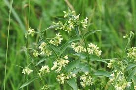 Attēlu rezultāti vaicājumam “Vincetoxicum hirundinaria”