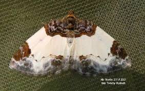 Attēlu rezultāti vaicājumam “Mesoleuca albicillata”