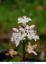 Attēlu rezultāti vaicājumam “Menyanthes trifoliata bud”
