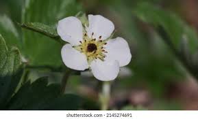 Attēlu rezultāti vaicājumam “Fragaria moschata flower”