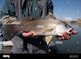 Image result for Aplodinotus grunniens