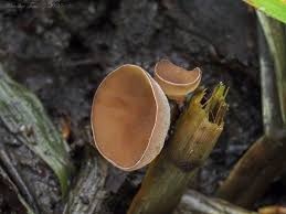 Attēlu rezultāti vaicājumam “Myriosclerotinia scirpicola”