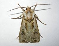 Attēlu rezultāti vaicājumam “Agrotis vestigialis”