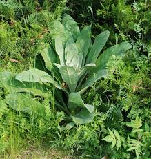 Attēlu rezultāti vaicājumam “Verbascum thapsus bud”