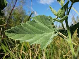 Image result for Althaea officinalis