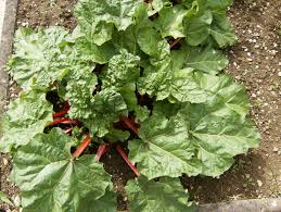 Attēlu rezultāti vaicājumam “Rheum rhabarbarum”