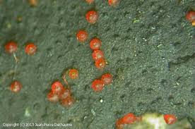 Attēlu rezultāti vaicājumam “Nectria episphaeria”