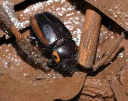 Attēlu rezultāti vaicājumam “Lucanidae”