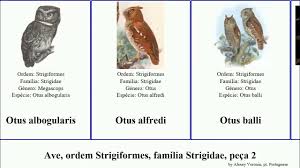 Attēlu rezultāti vaicājumam “Strigiformes”