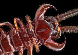 Attēlu rezultāti vaicājumam “Lithobius forficatus”